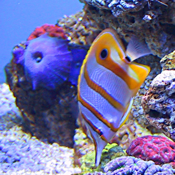 A picture of a bright colored fish (ID3 Picture Type #17) and perhaps something more